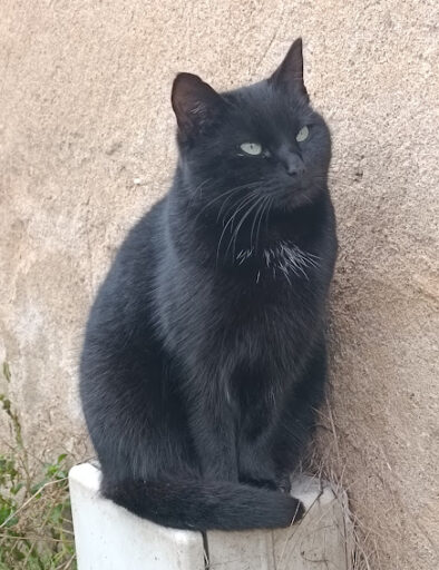 chat-calin-animaux-gites-de-la-montee-perdrix-toulon-sur-allier-auvergne