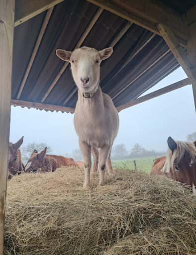 chevre-chevaux-foin-campagne-ferme-gites-de-la-montee-perdrix-toulon-sur-allier-auvergne