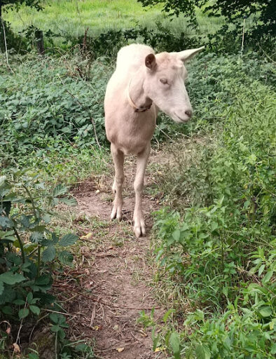 chevre-pierrefitte-aniamux-ferme-gites-de-la-montee-perdrix-toulon-sur-allier-auvergne