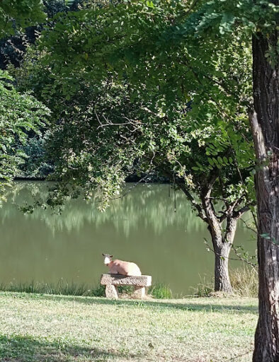 chevre-sur-un-banc-gites-de-la-montee-perdrix-toulon-sur-allier-auvergne