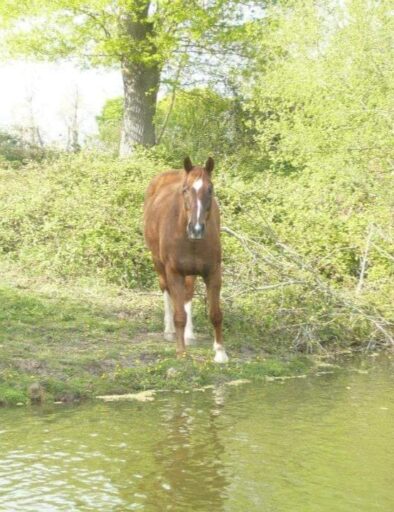 etang-cheval-reve-mediation-equine-equicie-liberte-gites-de-la-montee-perdrix-toulon-sur-allier