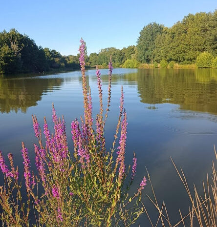 etang-ete-fleurs-verdrure-gites-de-le-montee-perdrix-toulon-sur-allier-auvergne-rhone-alpes