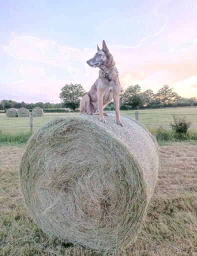 izo-foin-couleur-nature-campagne-gites-de-la-montee-perdrix-toulon-sur-allier