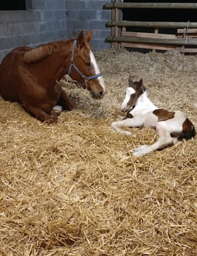 nissance-poulain-pouliche-nyx-mediation-equine-equicie-campagne-vie-troupeau-equipiste-gites-de-la-montee-perdrix-toulon-sur-allier-auvergne
