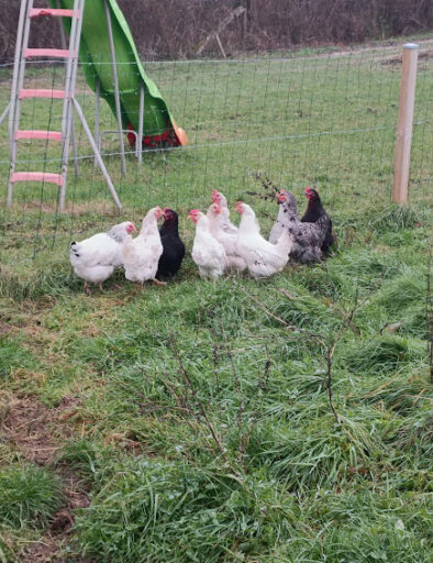 poulailler-exterieur-poules-ecologique-bio-gites-de-la-montee-perdrix-toulon-sur-allier-auvergne