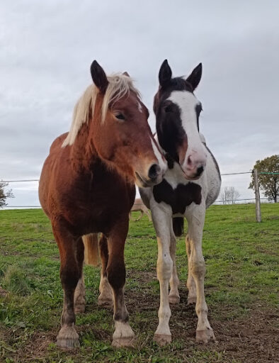 poulains-inseparables-elevage-equin-nyx-et-nougat-mediation-equine-equicie-campagne-vie-troupeau-equipiste-gites-de-la-montee-perdrix-toulon-sur-allier-auvergne