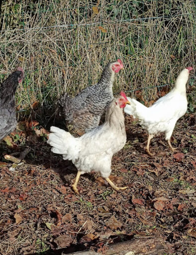 poules-pondeuses-ferme-pdagogique-animaux-gites-de-la-montee-perdrix-toulon-sur-allier-auvergne