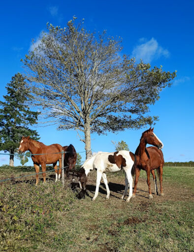 troupeau-cheval-vie-liberte-mediation-equine-equicie-campagne-vie-troupeau-equipiste-gites-de-la-montee-perdrix-toulon-sur-allier-auvergne